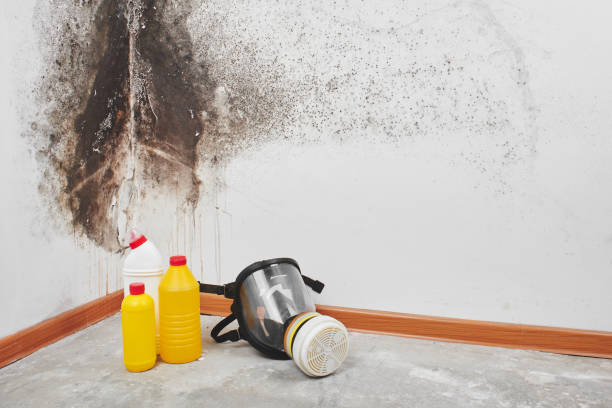 Best Commercial Mold Removal  in Edinboro, PA