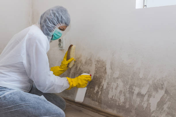 Best Toxic Mold Removal  in Edinboro, PA