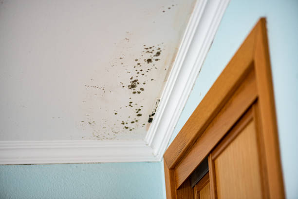 Certified Mold Removal in Edinboro, PA