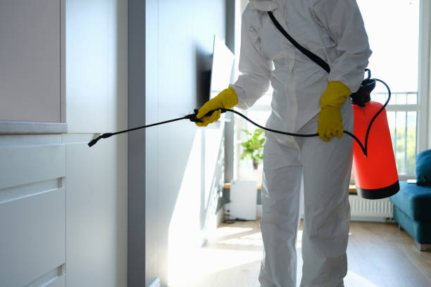 Attic Mold Removal in Edinboro, PA