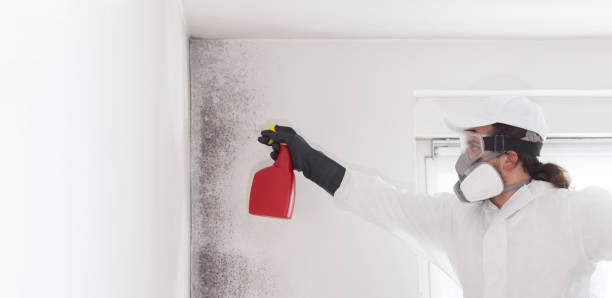 Best Mold Cleaning Services  in Edinboro, PA