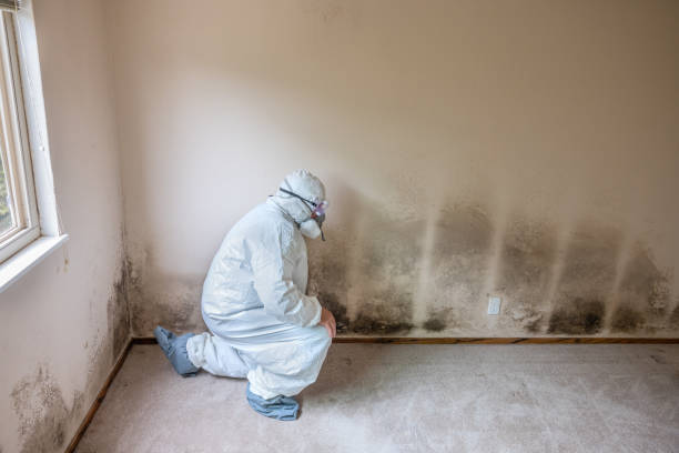 Home Mold Removal in Edinboro, PA