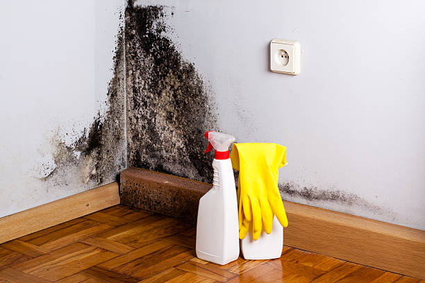 Best Office Mold Removal Services  in Edinboro, PA