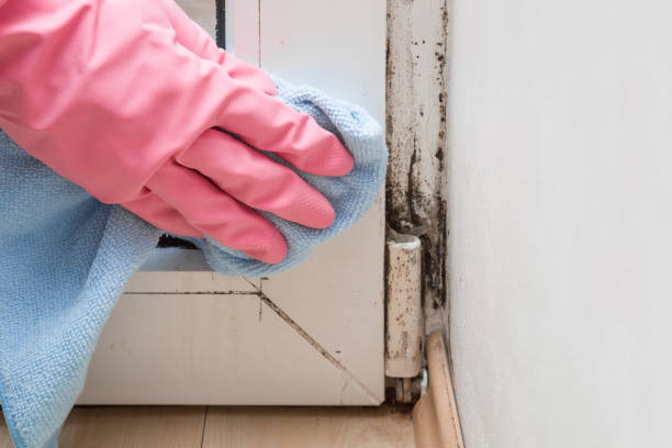 Best Mold Remediation  in Edinboro, PA